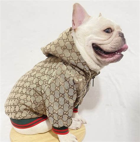 gucci dog rain coat|Gucci collars for dogs.